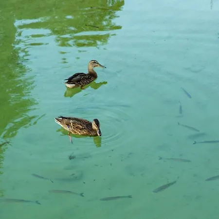 אורחן Seewirt זל אם מוס