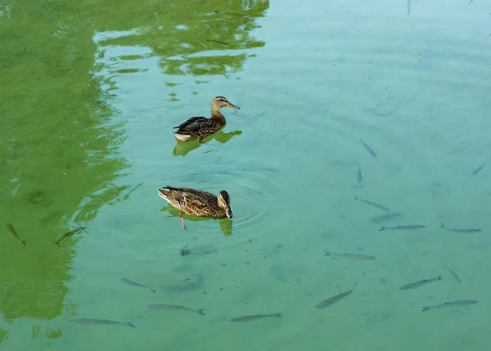 Han/Misafirhane Seewirt Zell am Moos